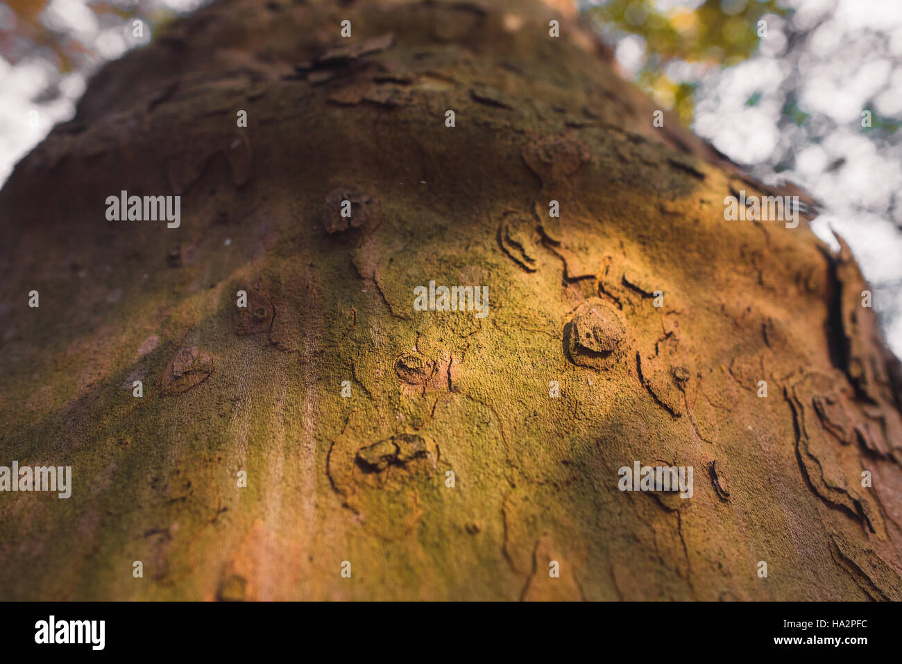 Tree trunk detail at sunset in autumn Stock Photo