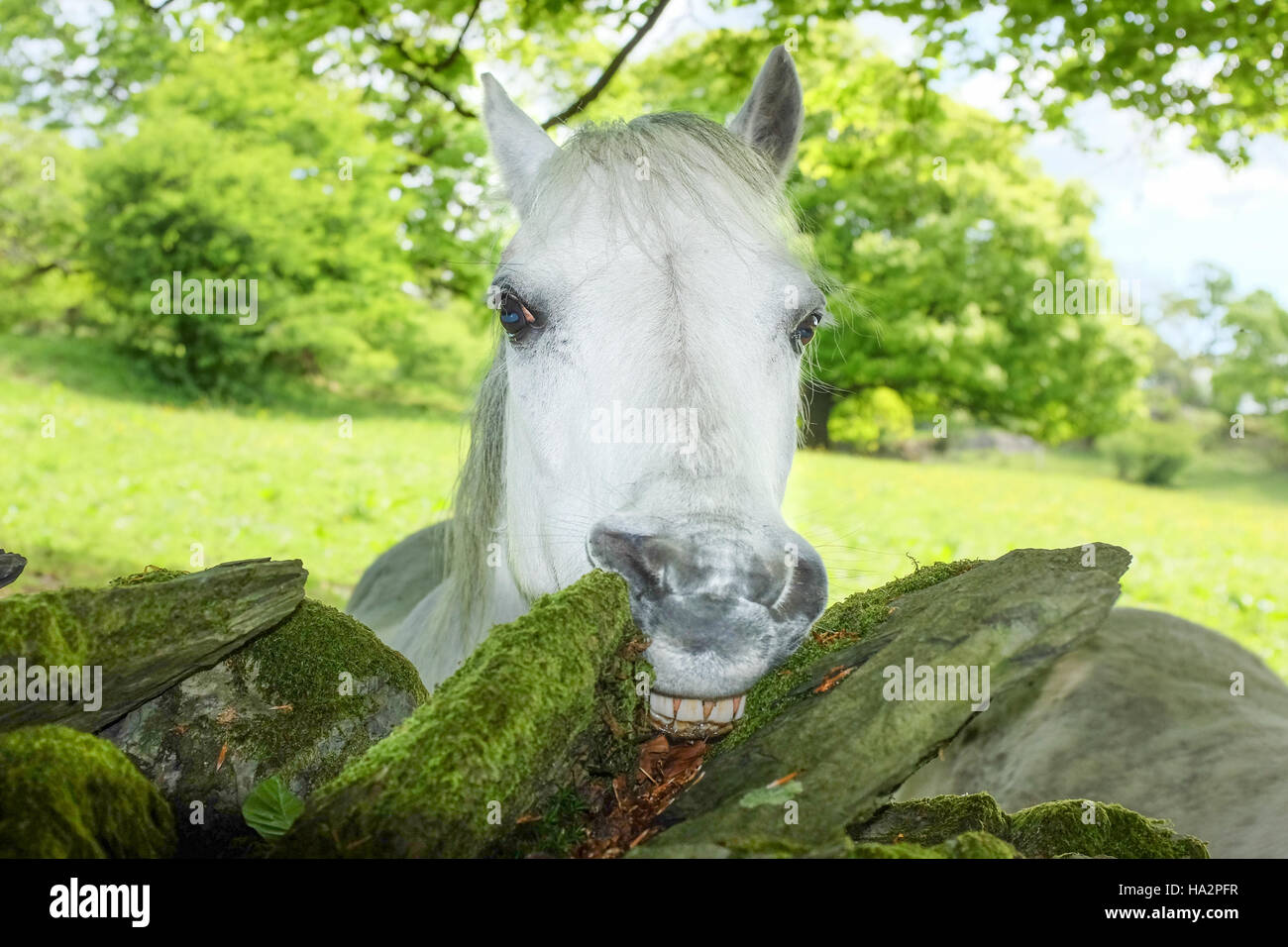 Smiling horse Stock Photo