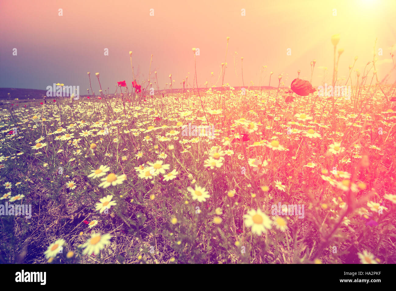 Flower field at sunset with retro vintage filter Stock Photo - Alamy, image size:1300x956