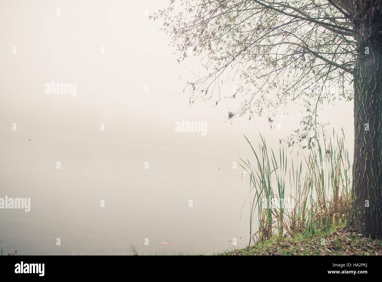 On the bank of a river in the fog Stock Photo - Alamy
