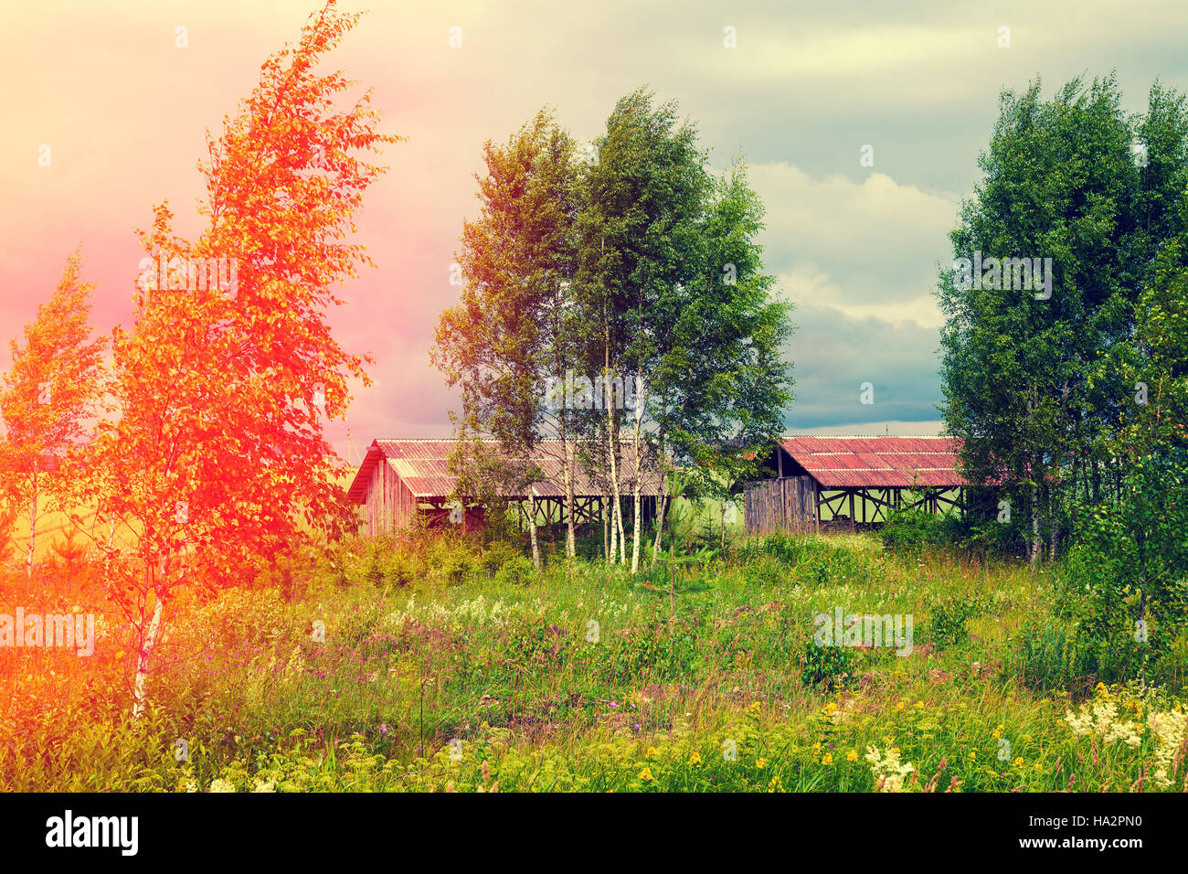 Rural landscape birch barn hi-res stock photography and images - Alamy