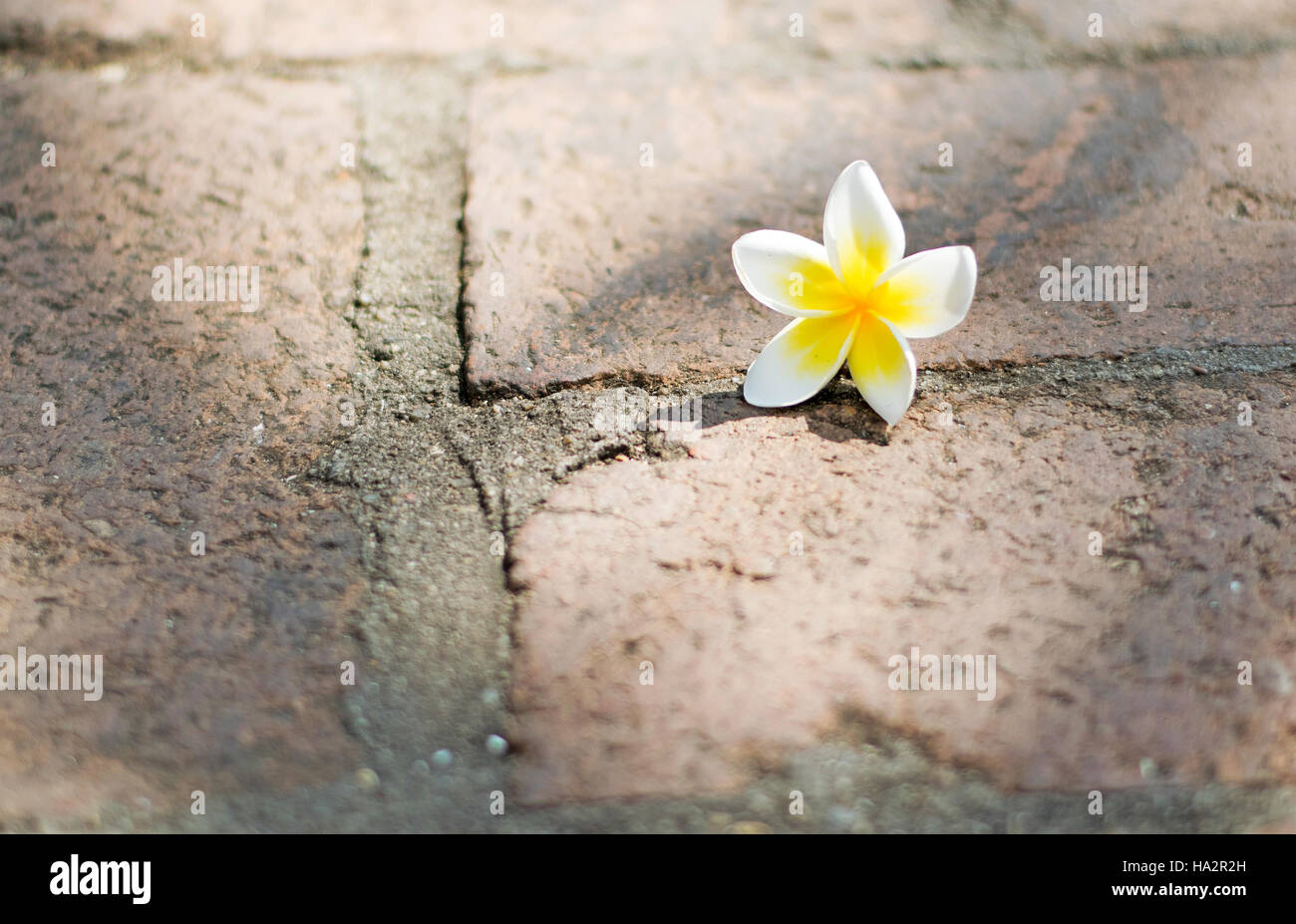 Flower on the floor. Stock Photo