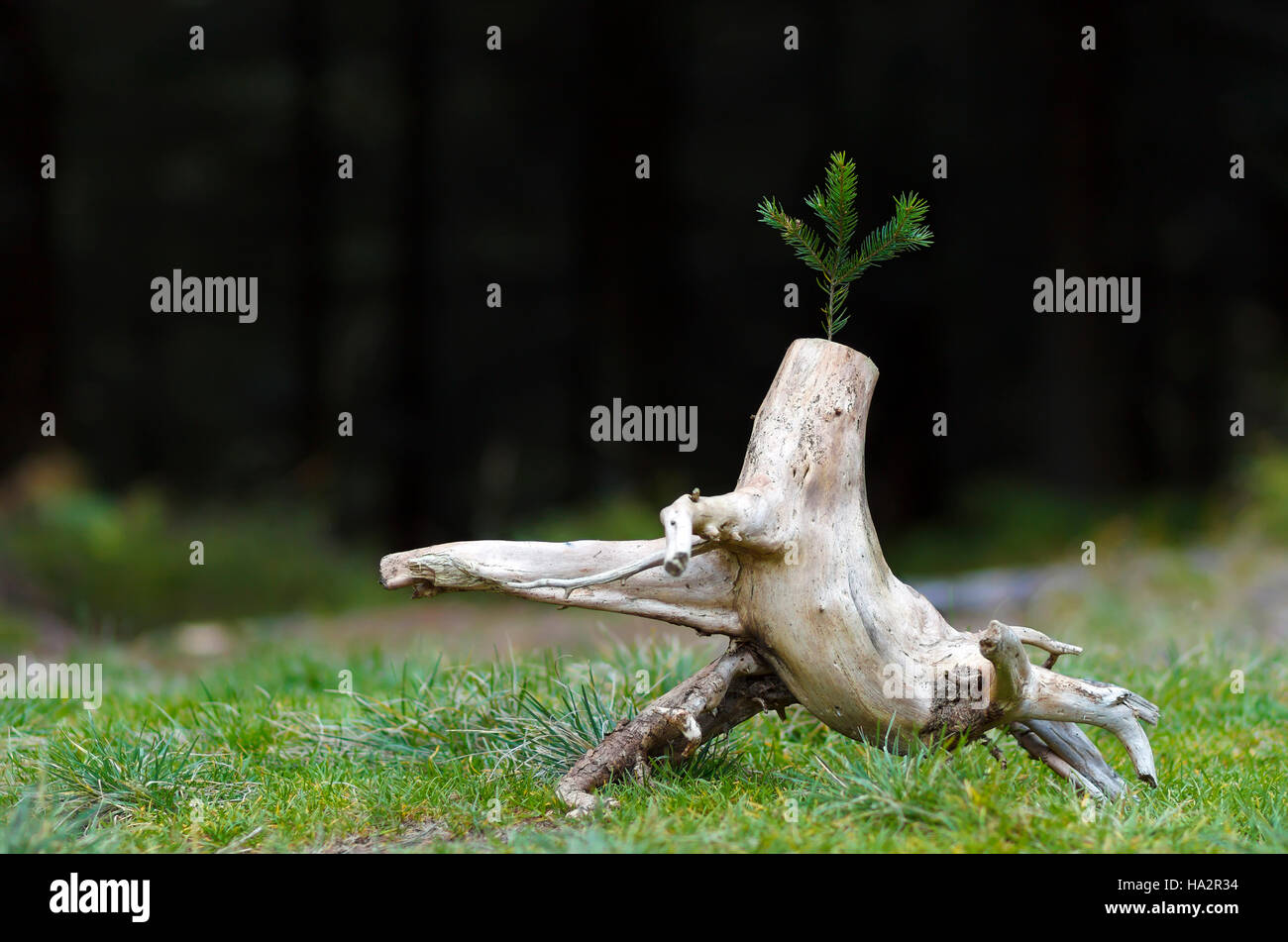 Photo of the abstract stub in the nature with blurred dark background. Old tree stump. Dry dead snag with a pine tree branch on it. The beginning of n Stock Photo