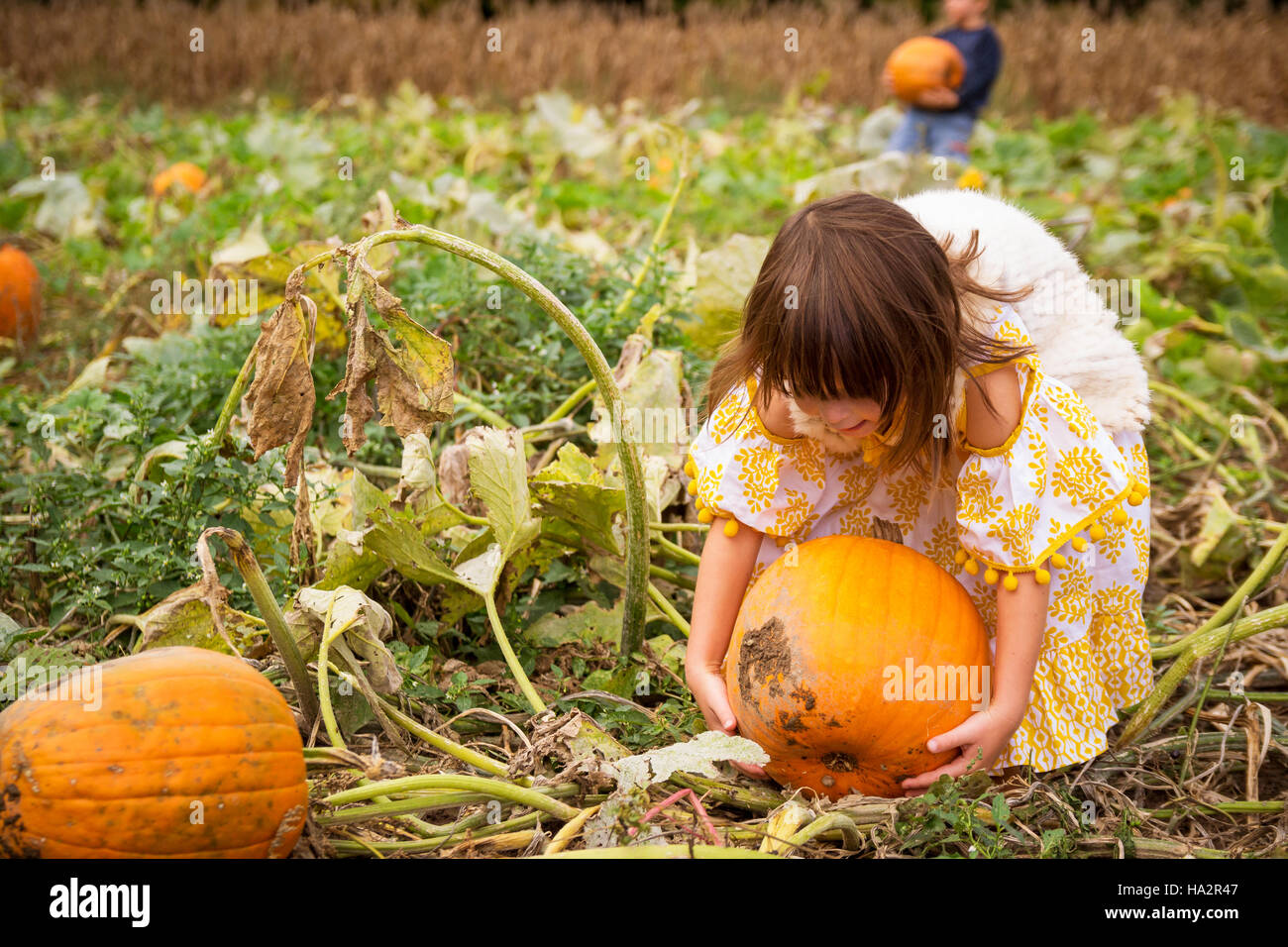 Boy and girl choosing pumpkins in a field Stock Photo