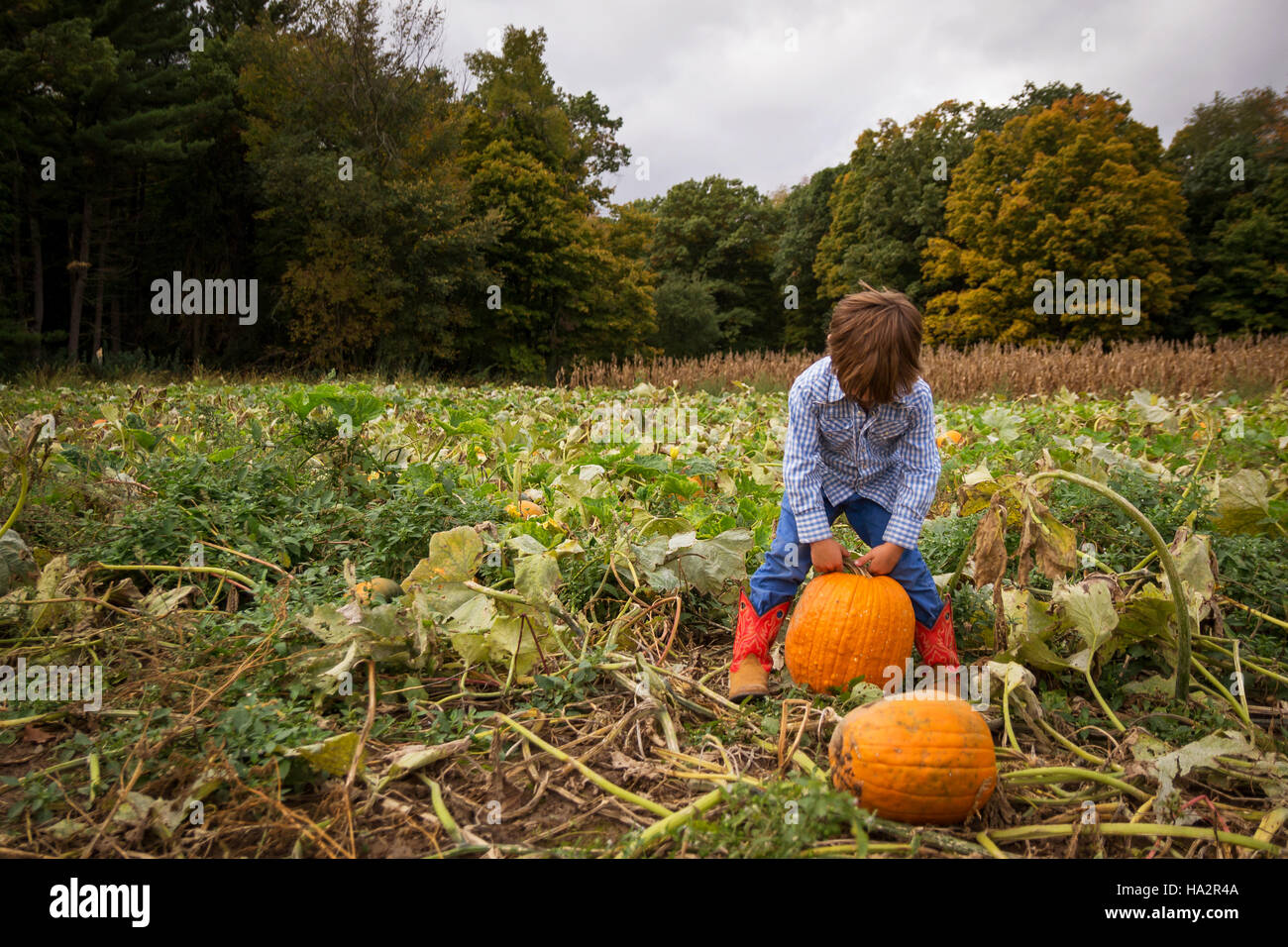 Boy picking a pumpkin Stock Photo