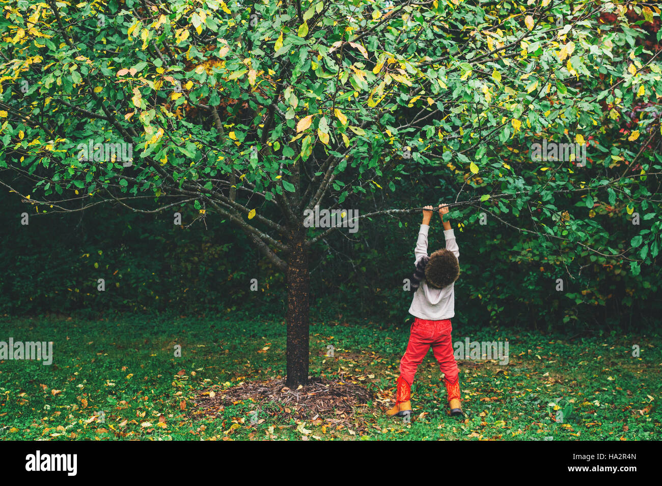 Boy hanging from a branch on apple tree Stock Photo Alamy