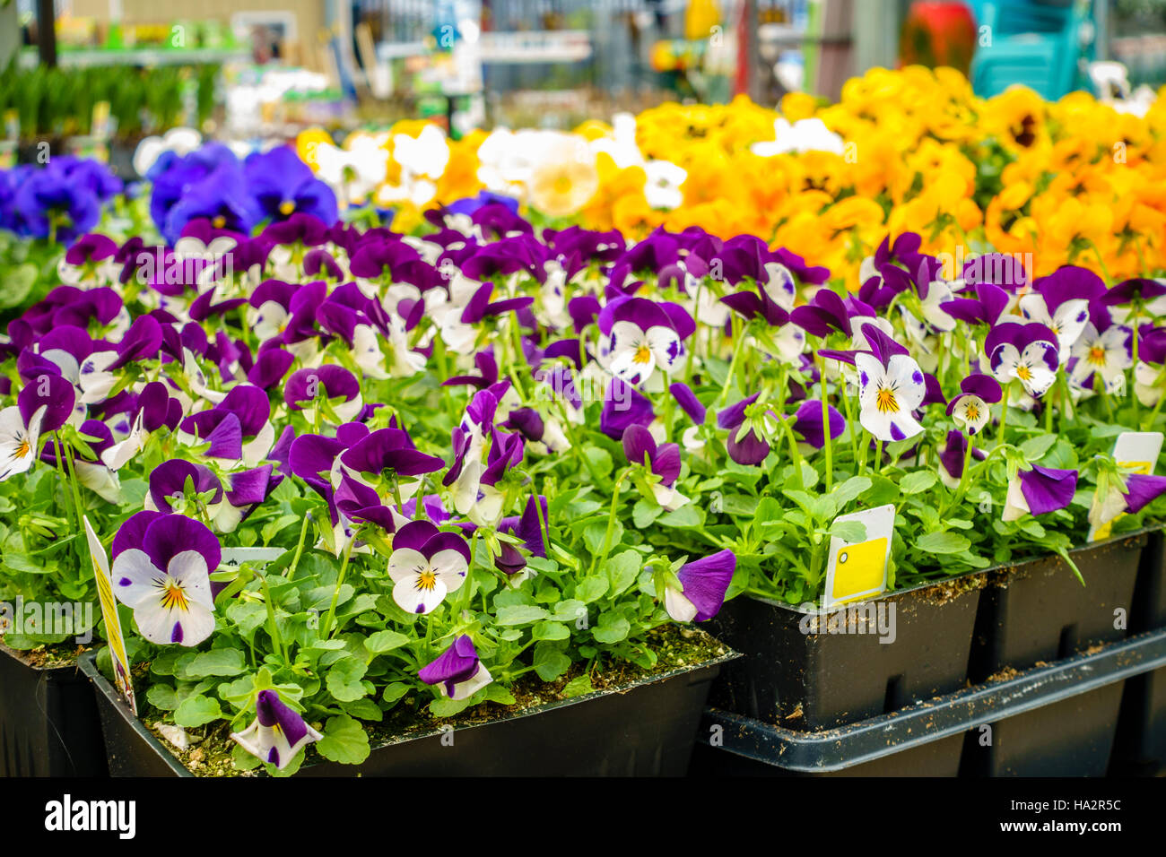 Potted flowers and plants on display at a home improvement store in