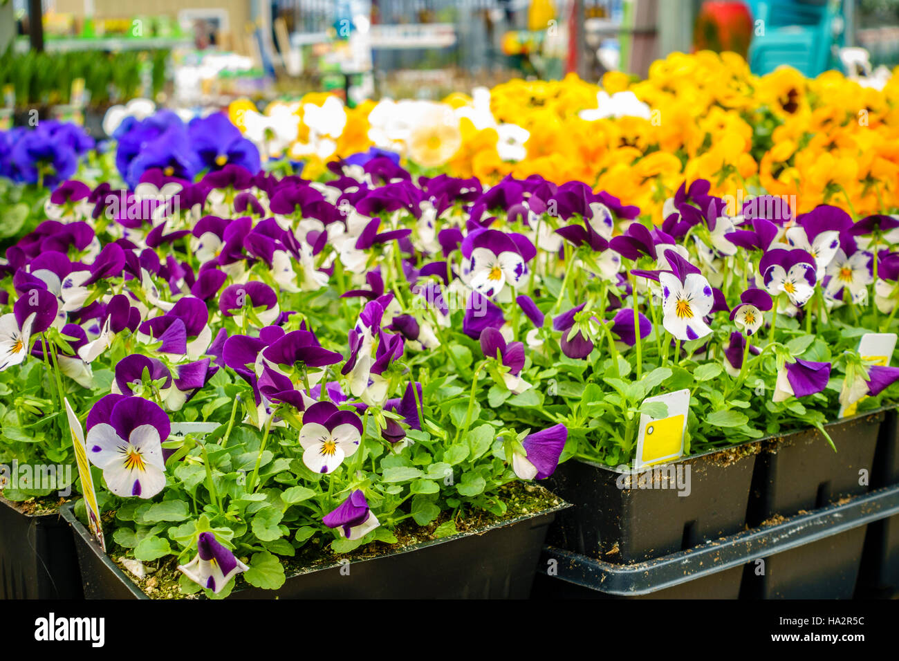 Potted flowers and plants on display at a home improvement store in spring Stock Photo
