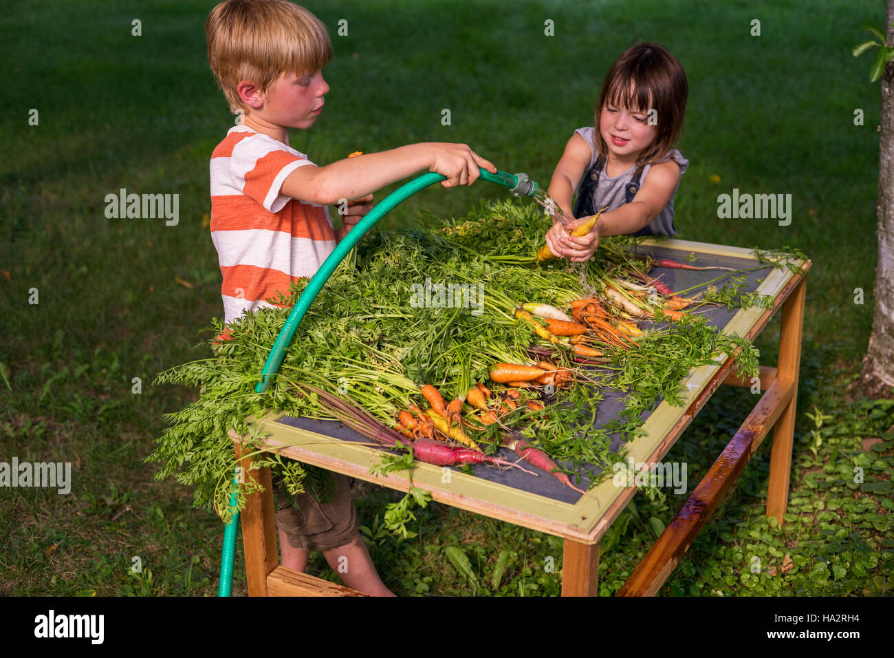 Brother and sister cleaning freshly picked carrots Stock Photo