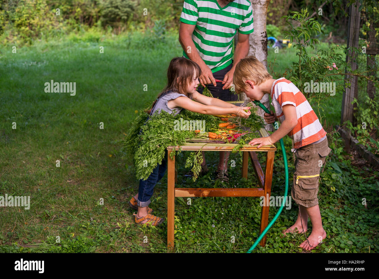 Father and two children cleaning freshly picked carrots Stock Photo