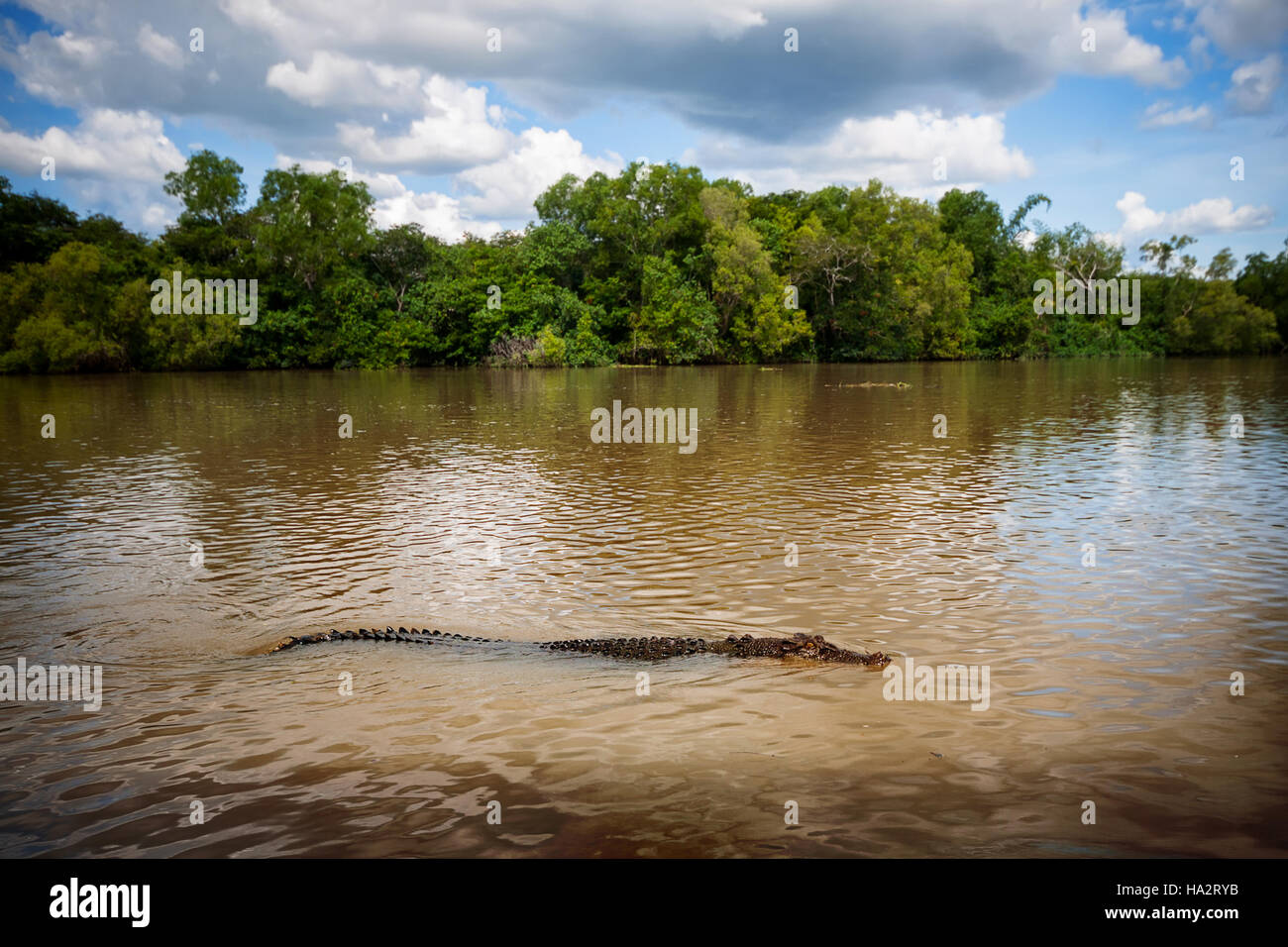 Saltwater Crocodile swimming in Adelaide River, North Territory, Australia Stock Photo