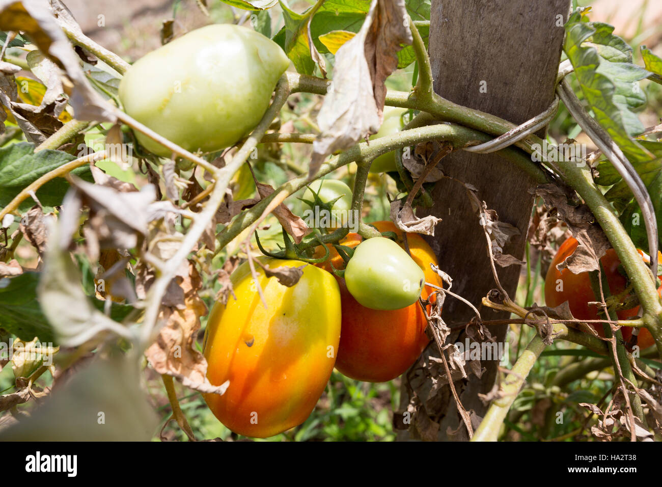 Tomato plant with green and red growing tomatoes Stock Photo - Alamy
