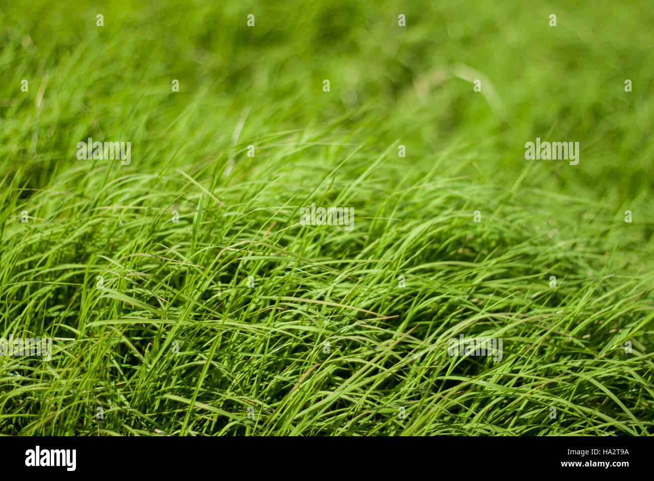 Close-up of grass Stock Photo