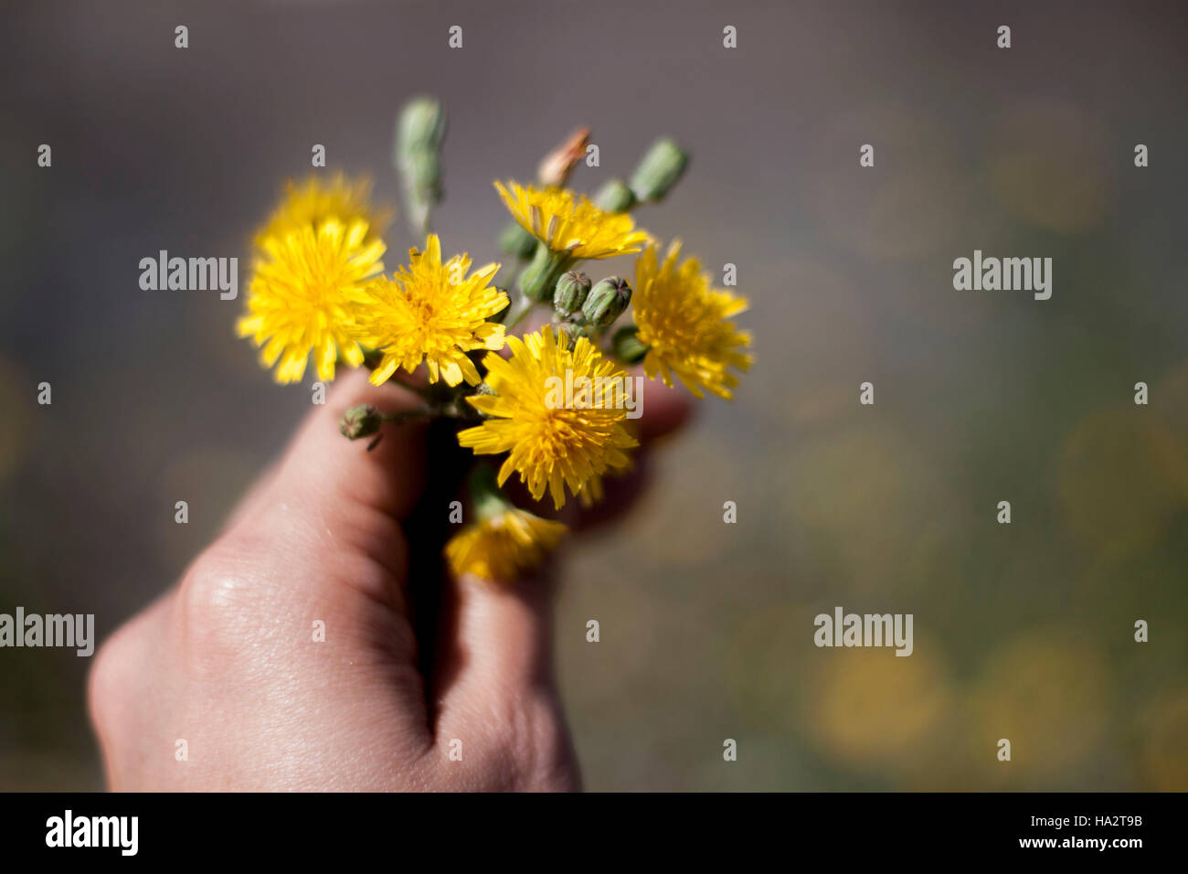 Woman's hand holding dandelion flowers Stock Photo