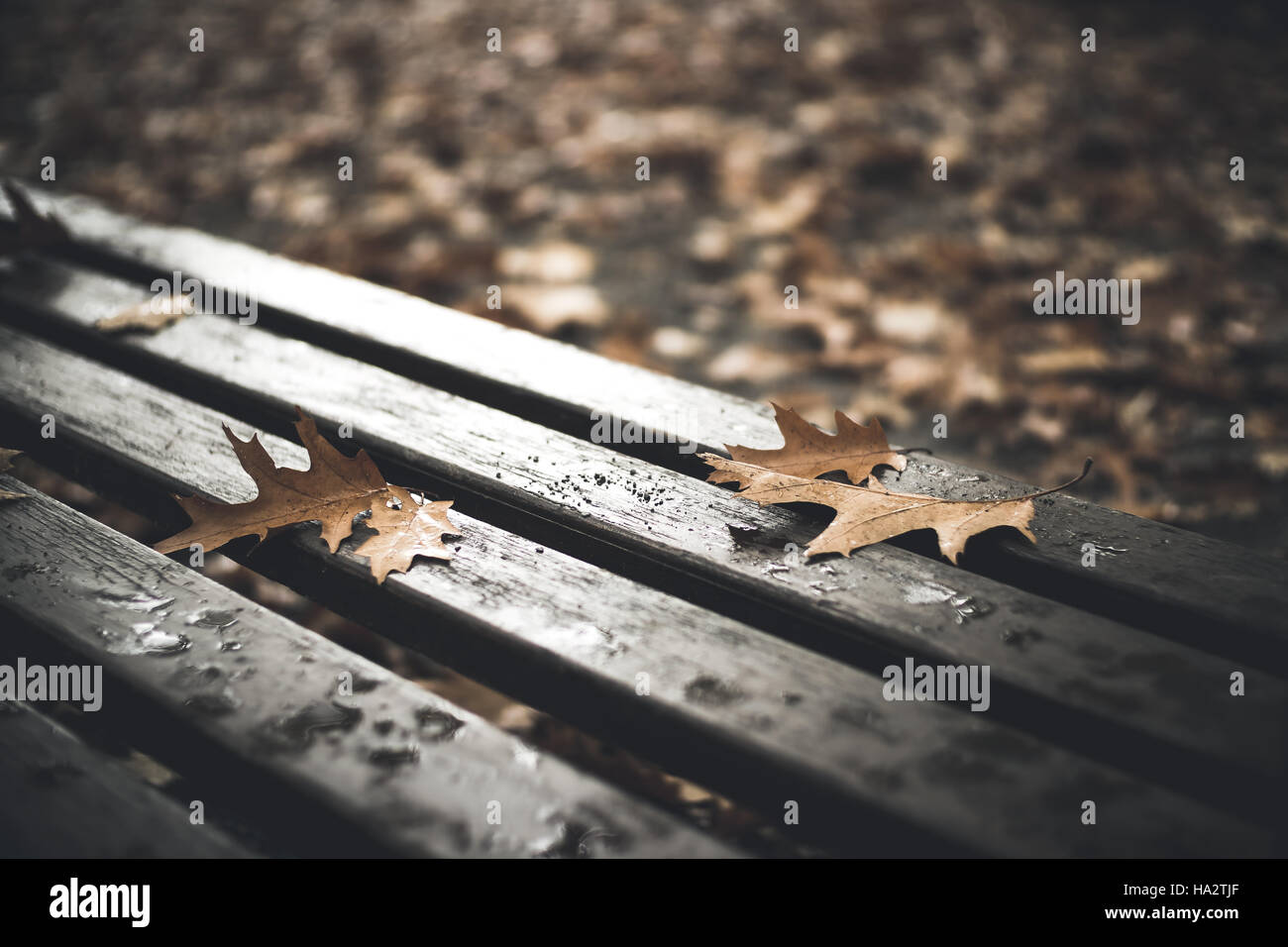 Autumn leaves on a bench Stock Photo - Alamy