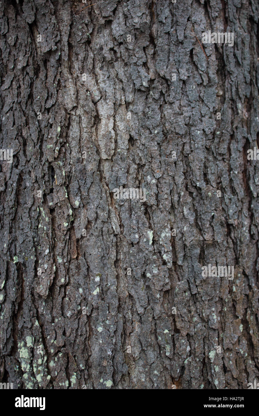 Black Cherry Tree Bark Texture Stock Photo