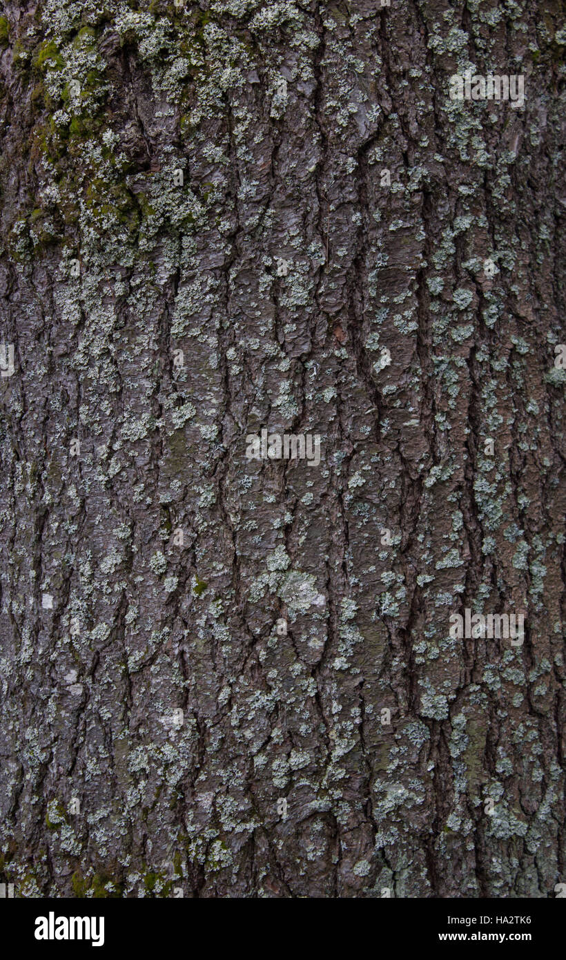 Pine Tree Bark Texture Stock Photo - Alamy