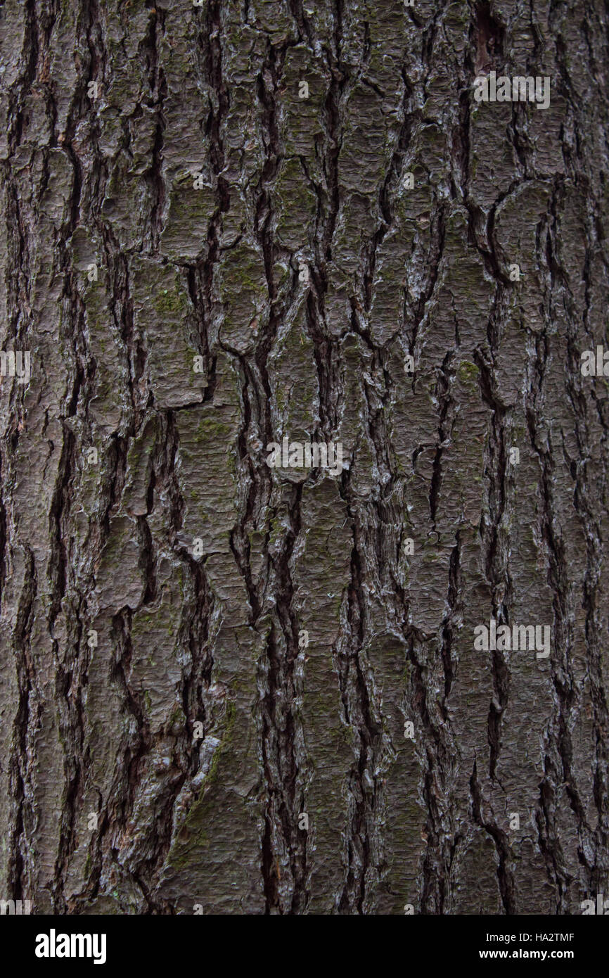Pine Tree Bark Texture Stock Photo - Alamy