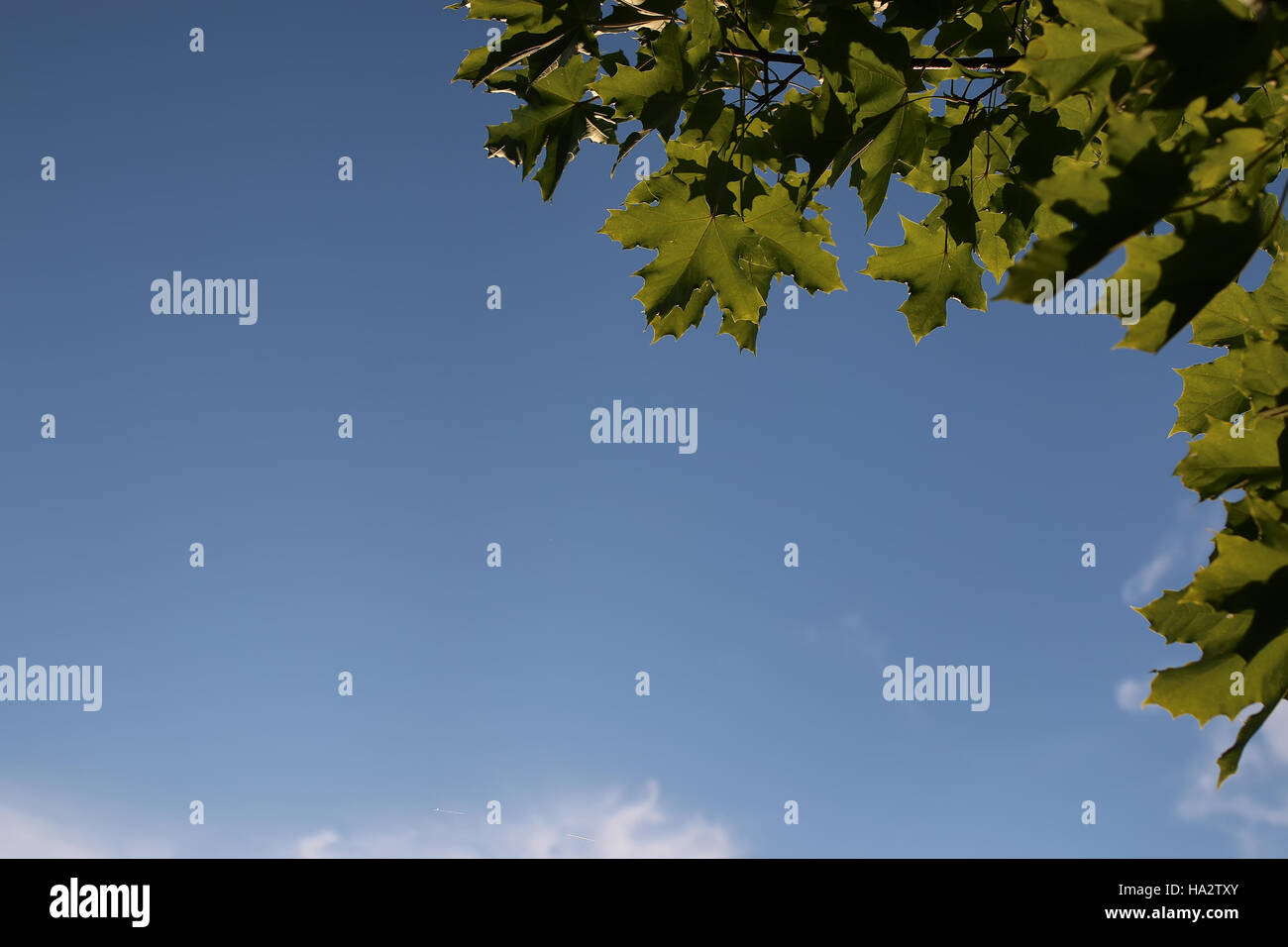 maple leaves against the sky Stock Photo - Alamy