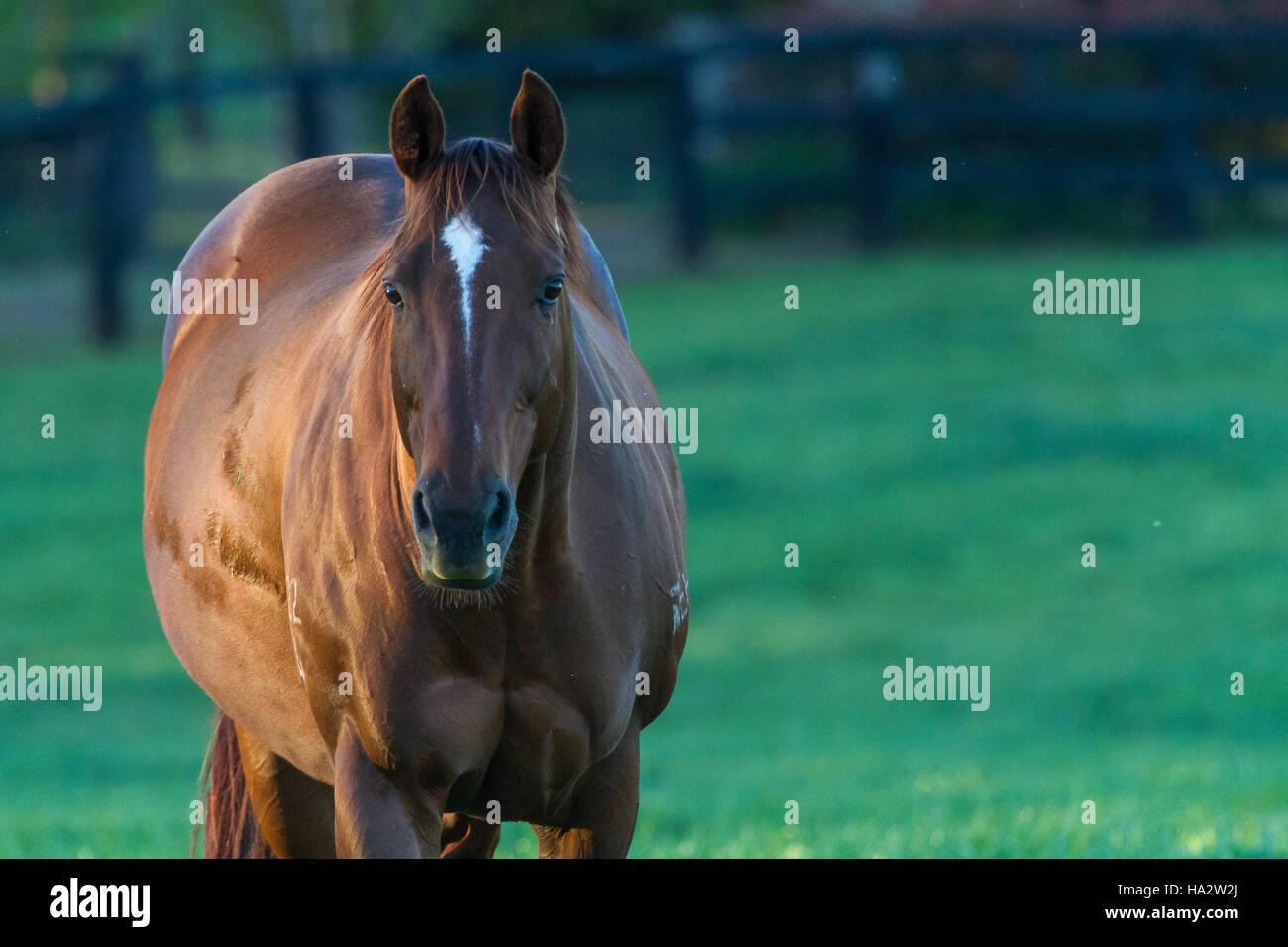 Portrait of a pregnant mare standing in a field hires stock