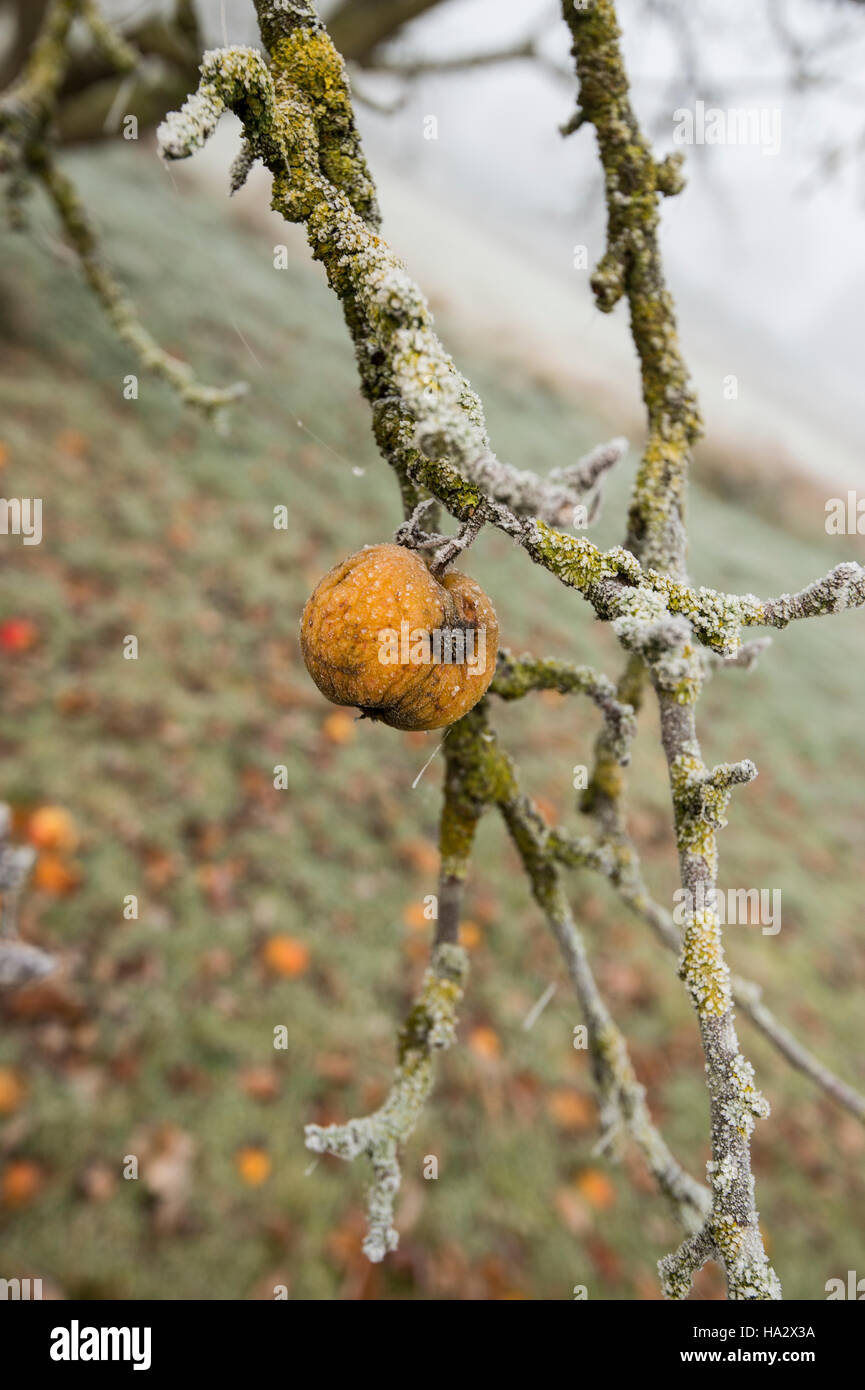 Lone apple on moss laden apple tree early winter, misty with windfall