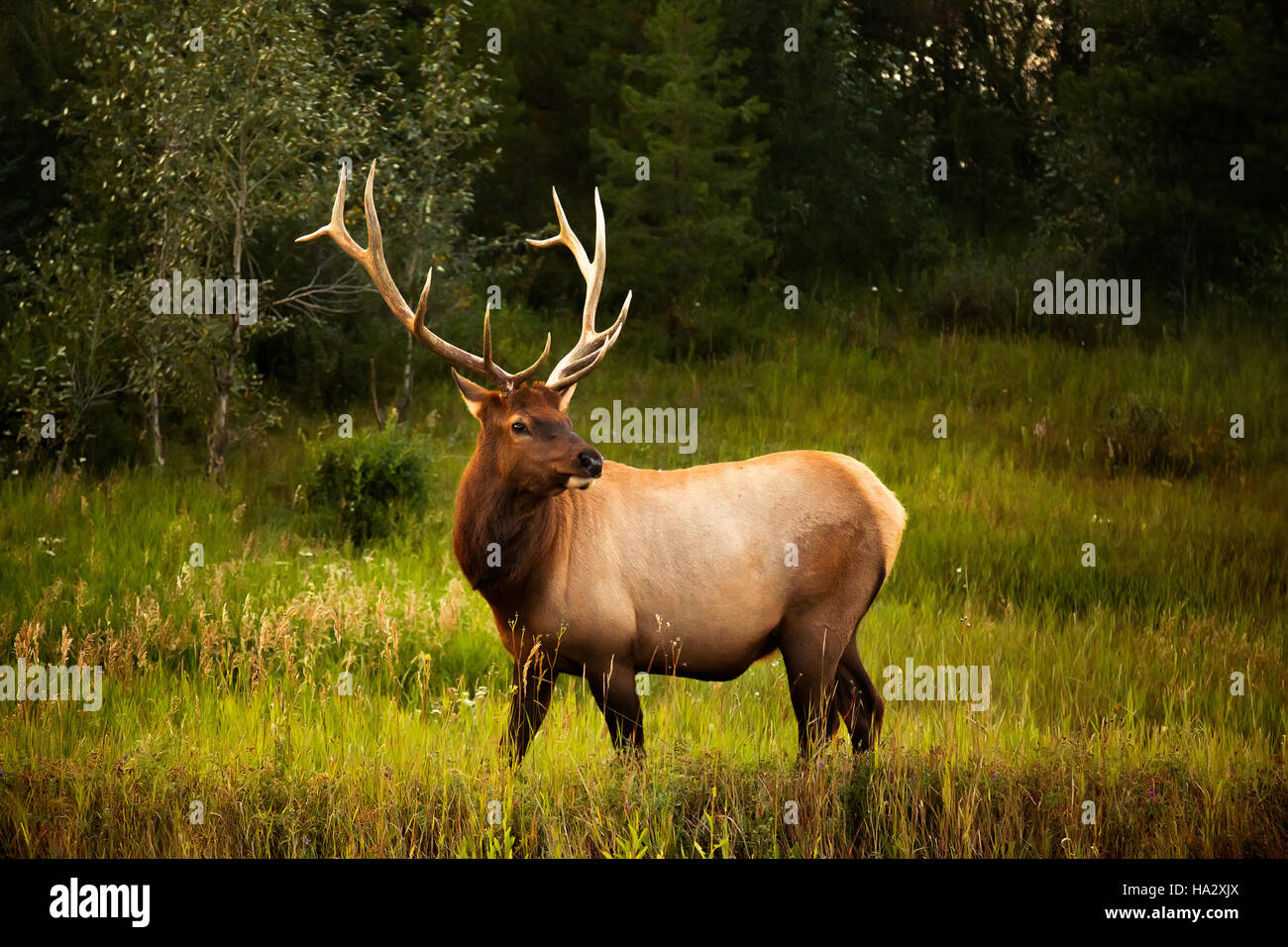 Male Elk, Alberta, Canada Stock Photo