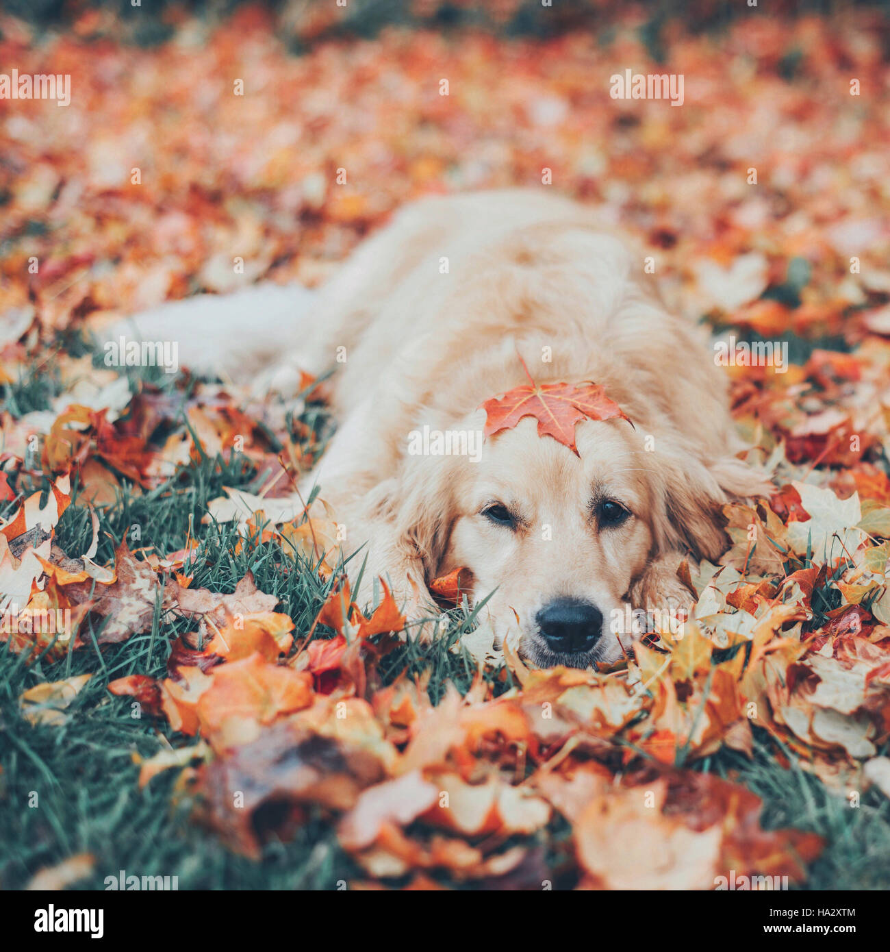 Golden retriever autumn hi res stock photography and images Alamy