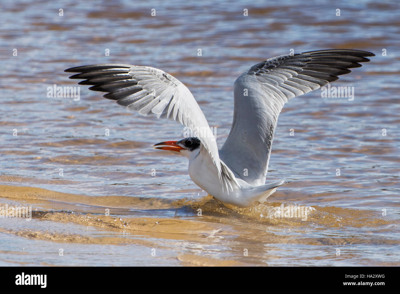 Crested Tern bird landing on beach, Australia Stock Photo
