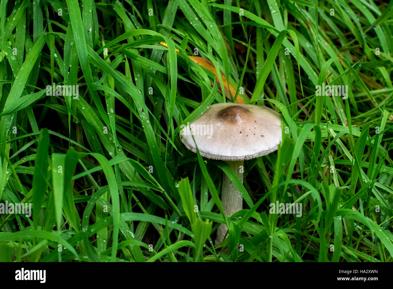 Mushroom growing in the green grass Stock Photo