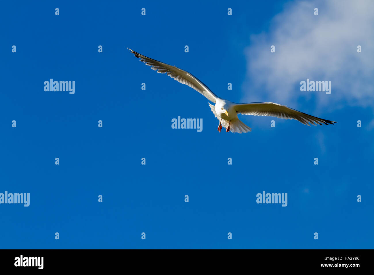 Gull in flight with blue sky and some clouds Stock Photo - Alamy