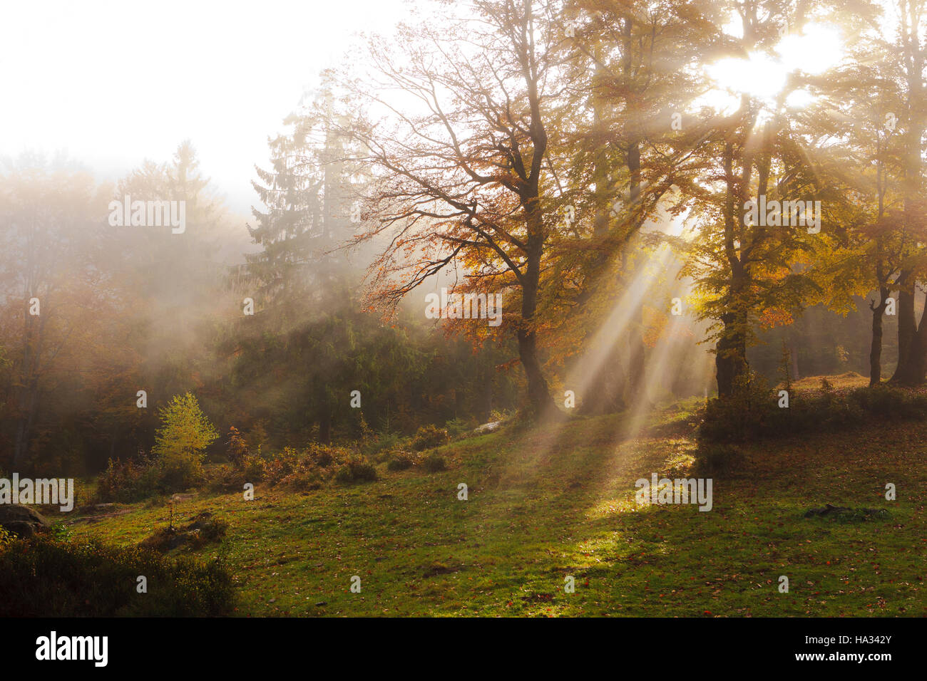 The sun's rays shine through the golden leaves of beeches in the foggy ...