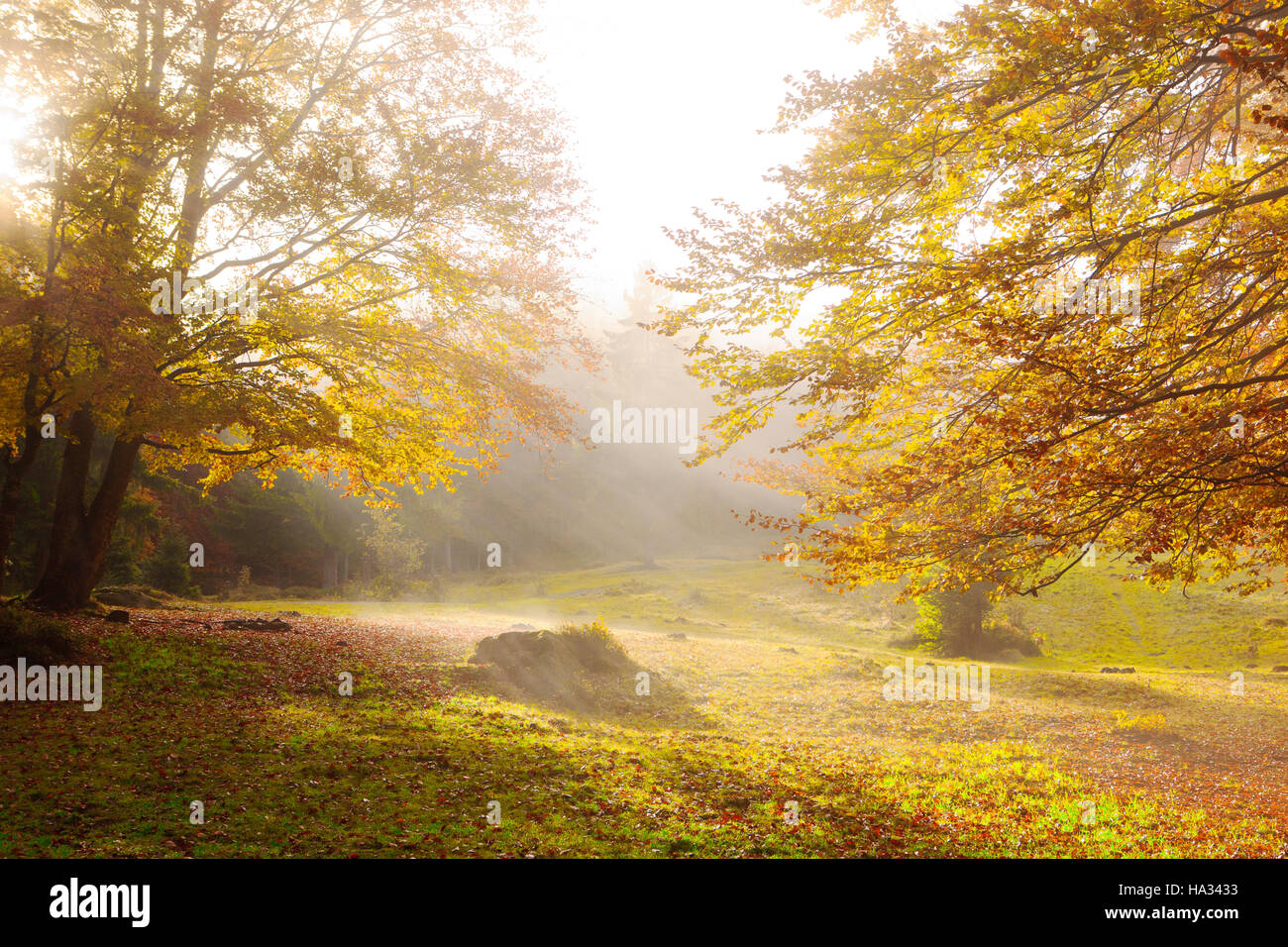 The sun's rays shine through the golden leaves of beeches in the foggy ...