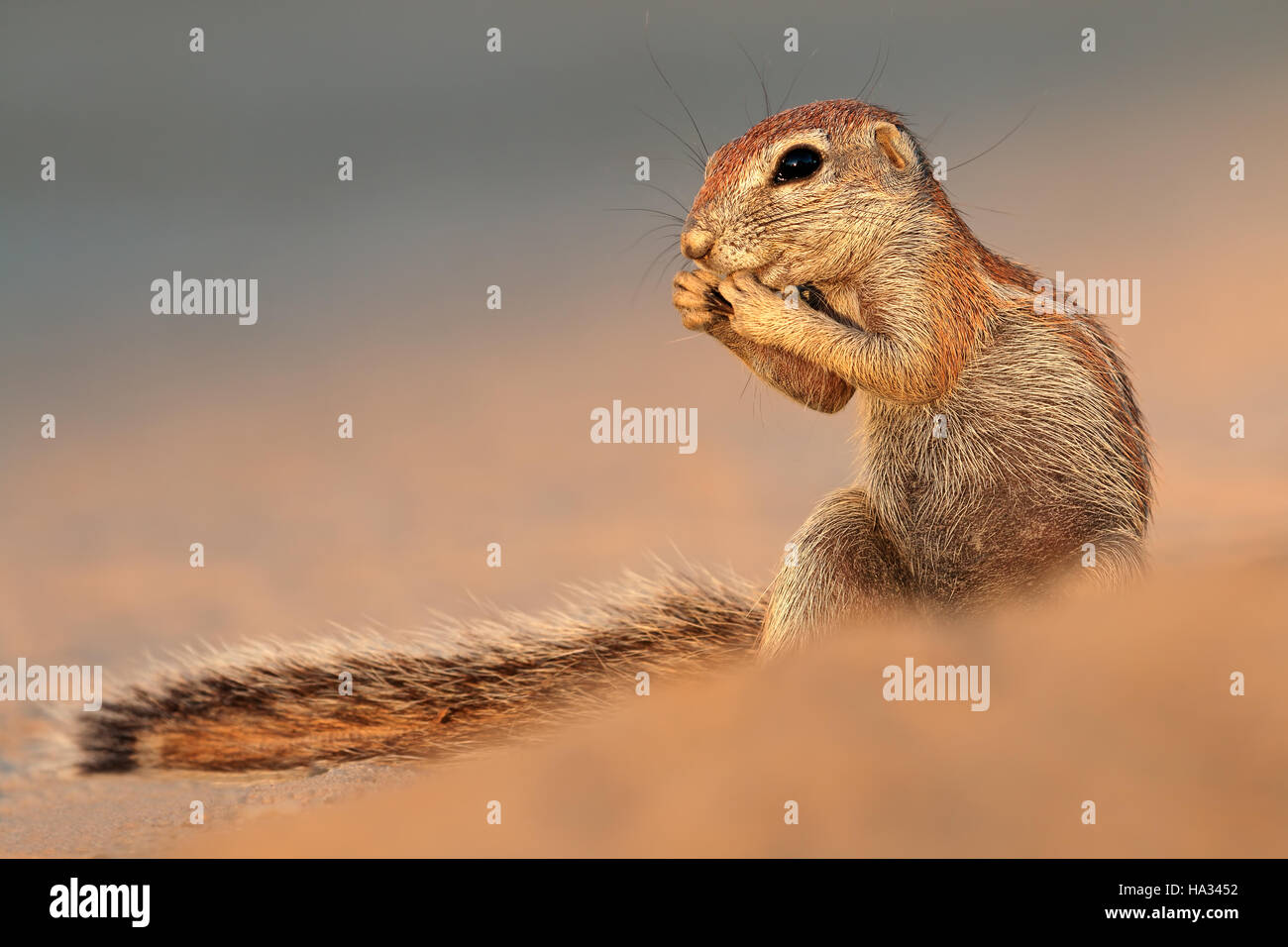Feeding ground squirrel (Xerus inaurus), Kalahari desert, South Africa Stock Photo