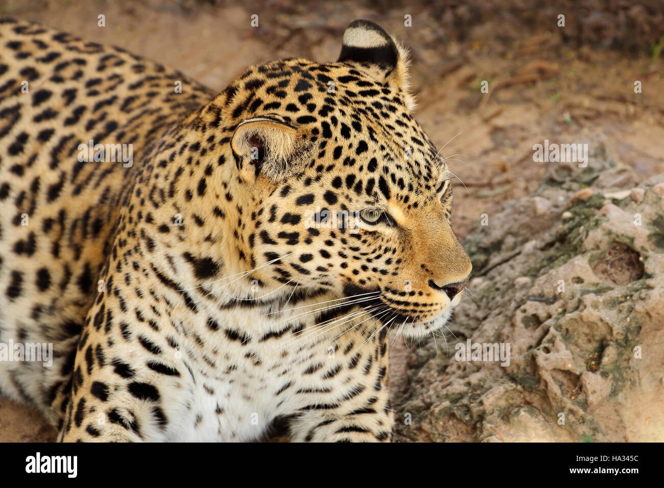 Portrait of a resting leopard (Panthera pardus), South Africa Stock Photo