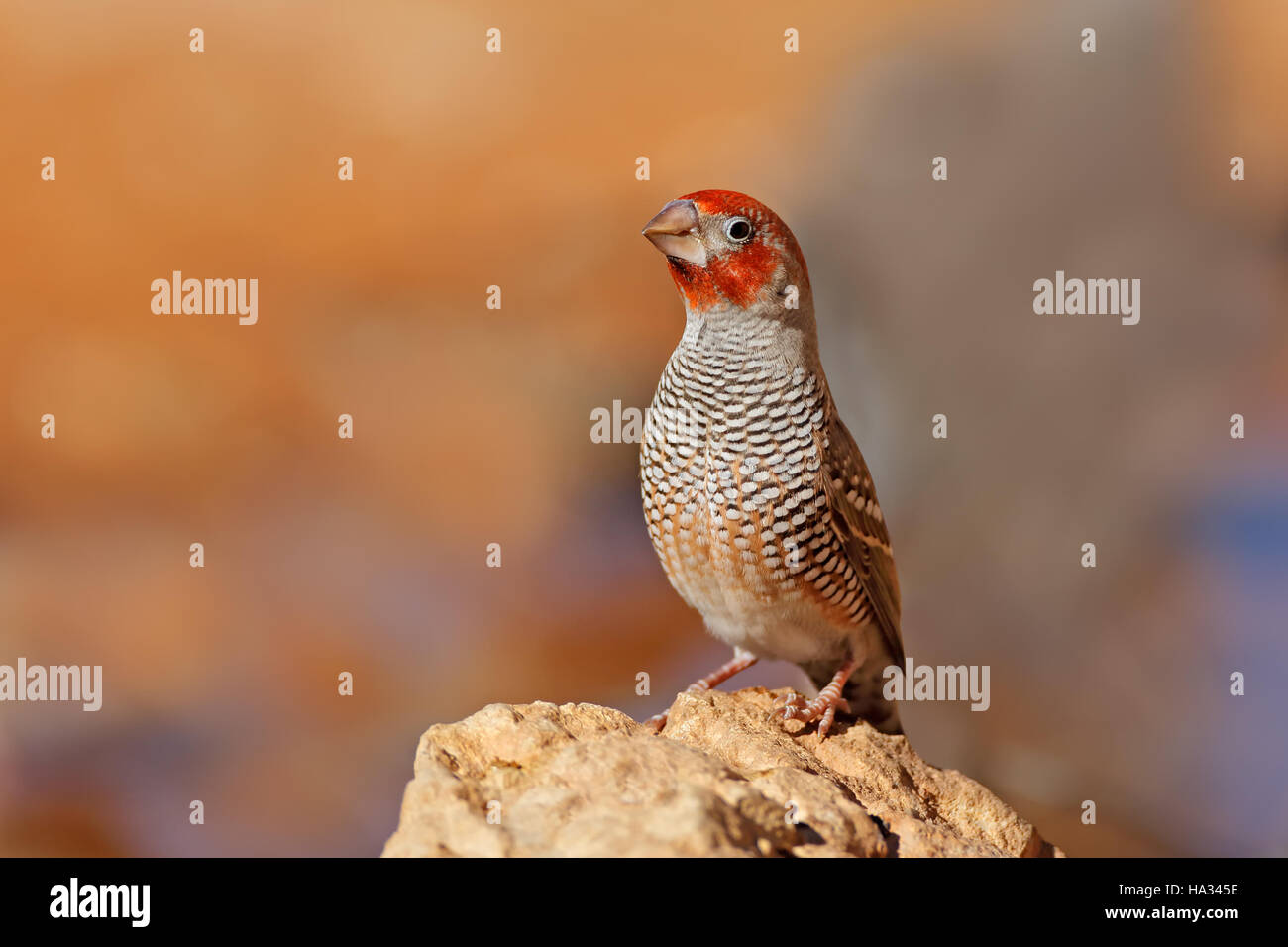 Male red-headed finch (Amadina erythrocephala) sitting on a rock, South Africa Stock Photo