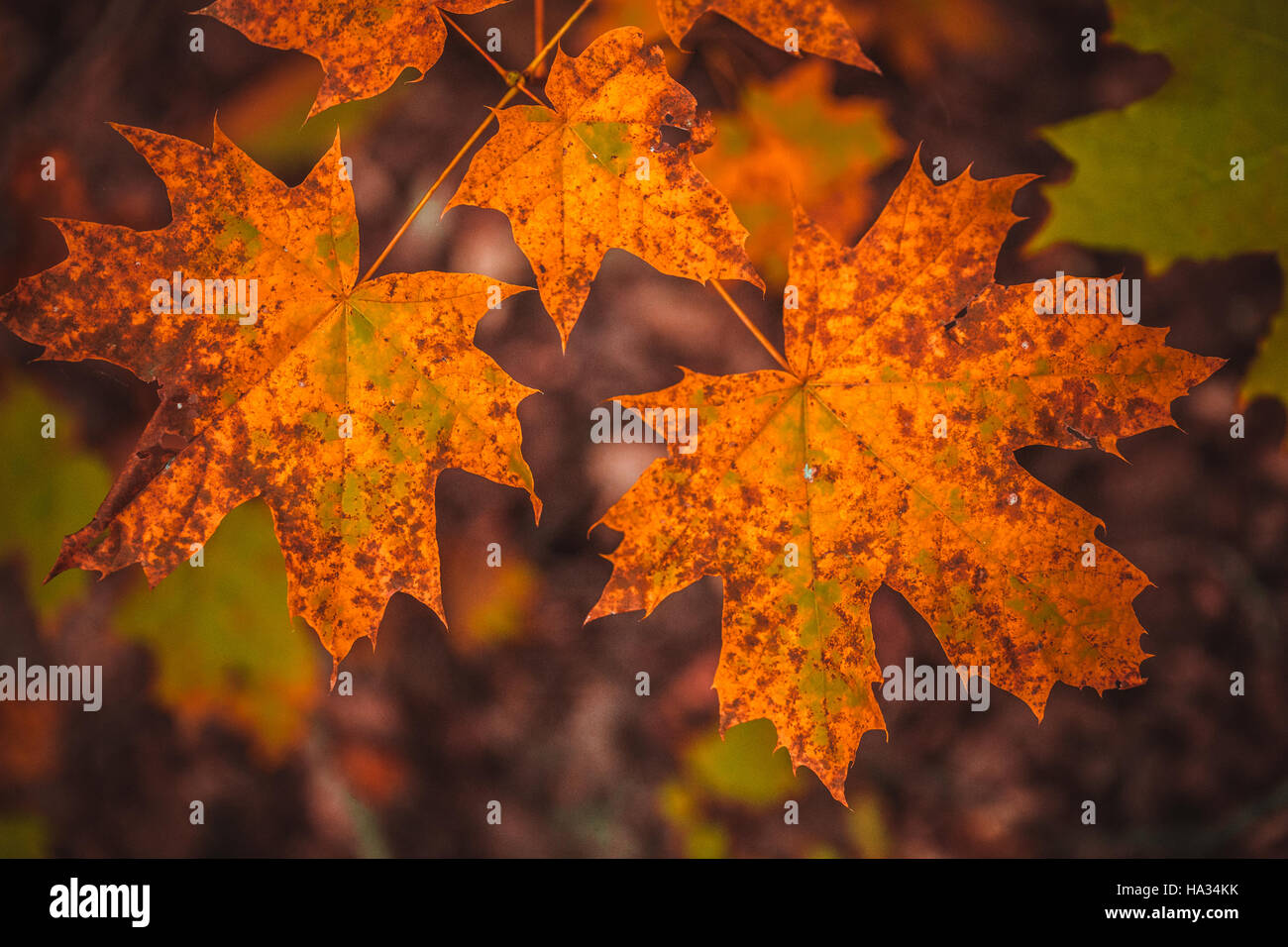 autumn leaves yellow and green leaves of the tree Stock Photo - Alamy