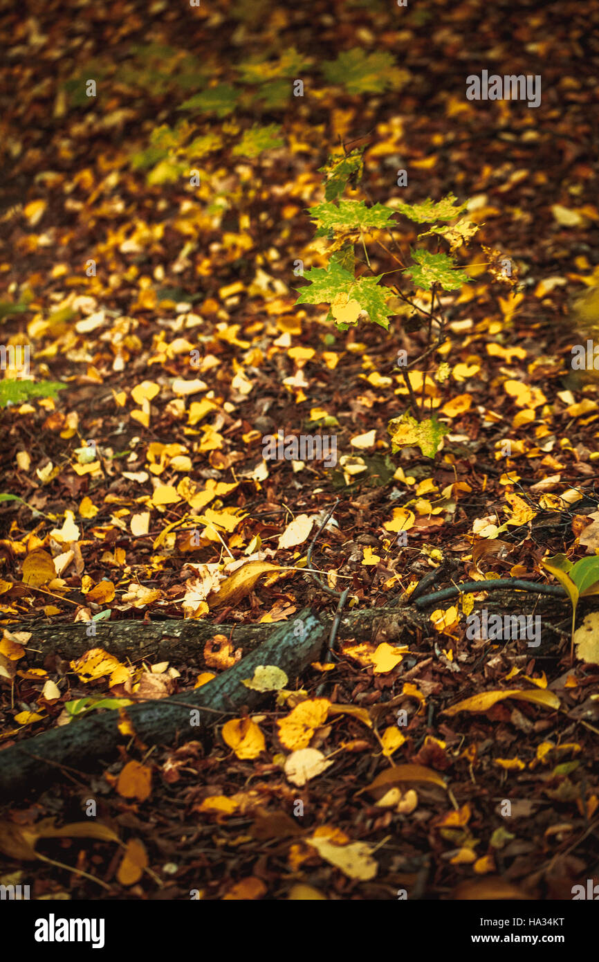 autumn leaves yellow and green on the ground in the forest Stock Photo ...