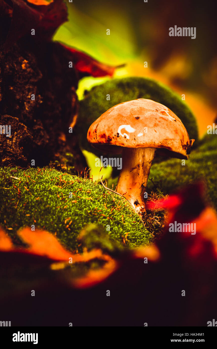 dark mushrooms on green moss with a wet hat. Stock Photo
