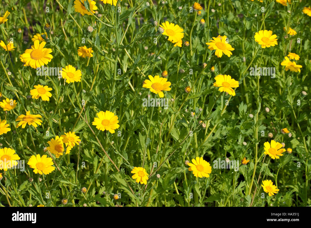 Saat-Wucherblume, Saatwucherblume, Saat- Wucherblume, Glebionis segetum, Chrysanthemum segetum, Corn Marigold Stock Photo