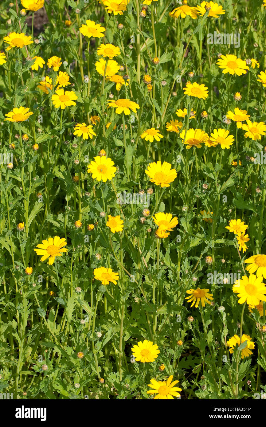 Saat-Wucherblume, Saatwucherblume, Saat- Wucherblume, Glebionis segetum, Chrysanthemum segetum, Corn Marigold Stock Photo