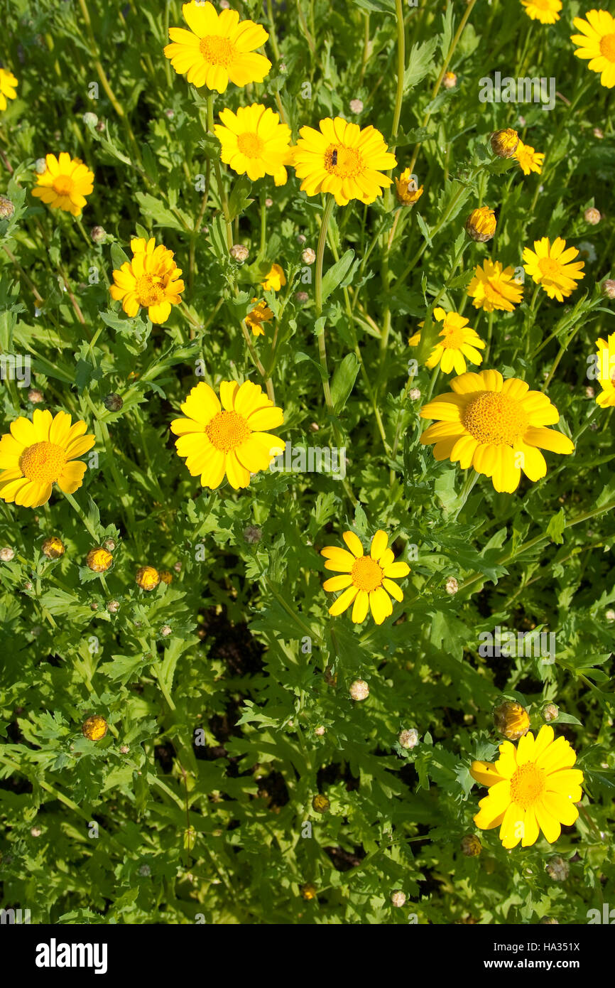 Saat-Wucherblume, Saatwucherblume, Saat- Wucherblume, Glebionis segetum, Chrysanthemum segetum, Corn Marigold Stock Photo