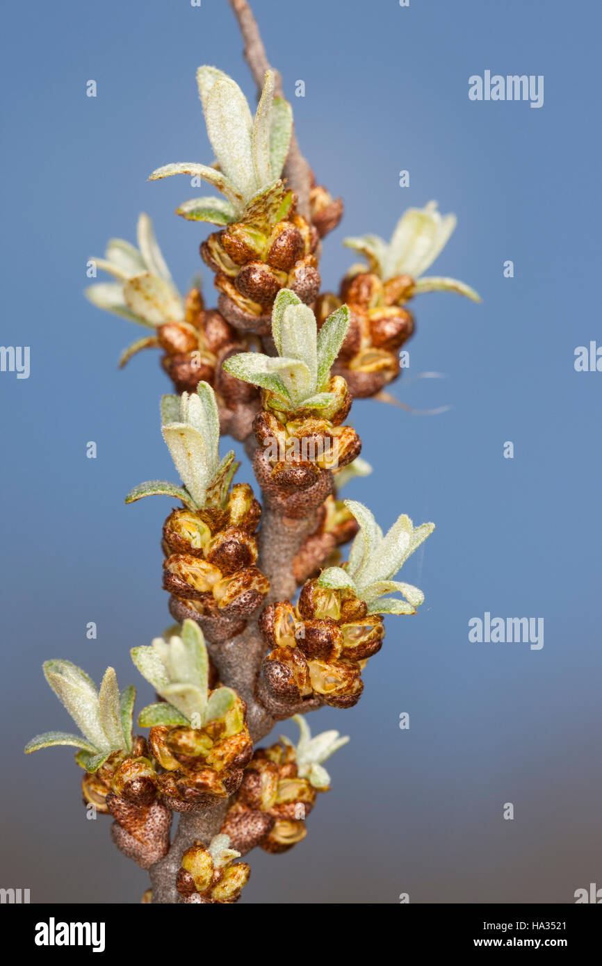 Sanddorn, Sand-Dorn, Blüten, Hippophae rhamnoides, Sea Buckthorn, sea-buckthorn, Argousier, Saule épineux Stock Photo