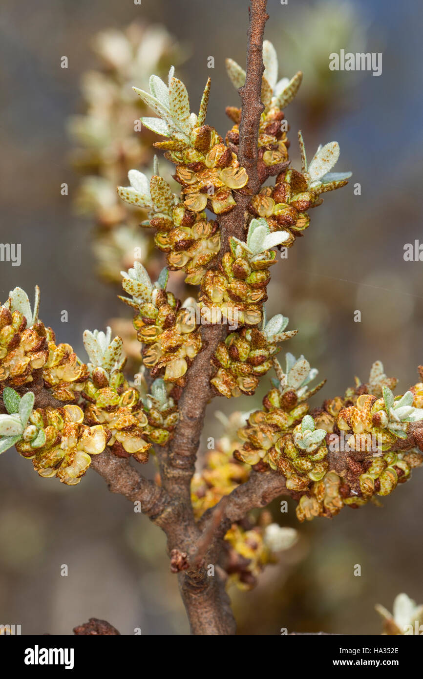 Sanddorn, SandDorn, Blüten, Hippophae rhamnoides, Sea Buckthorn, sea