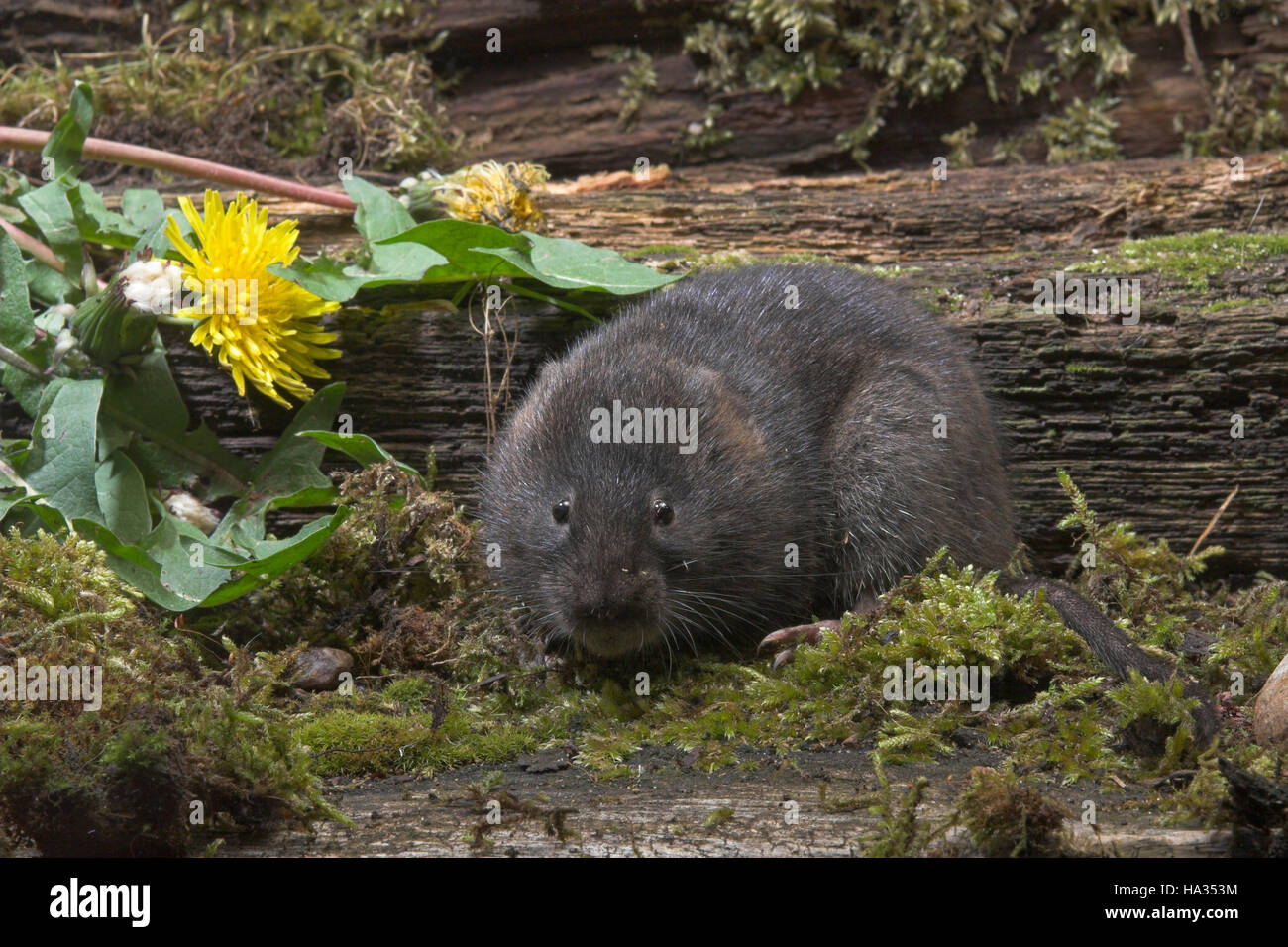 Schermaus, Ostschermaus, OstSchermaus, Große Wühlmaus, Arvicola