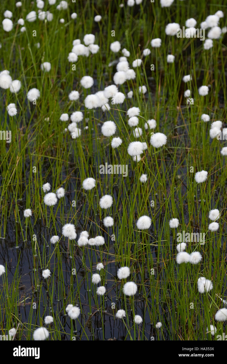 Scheuchzers Wollgras, Eriophorum scheuchzeri, White Cotton Grass Stock Photo
