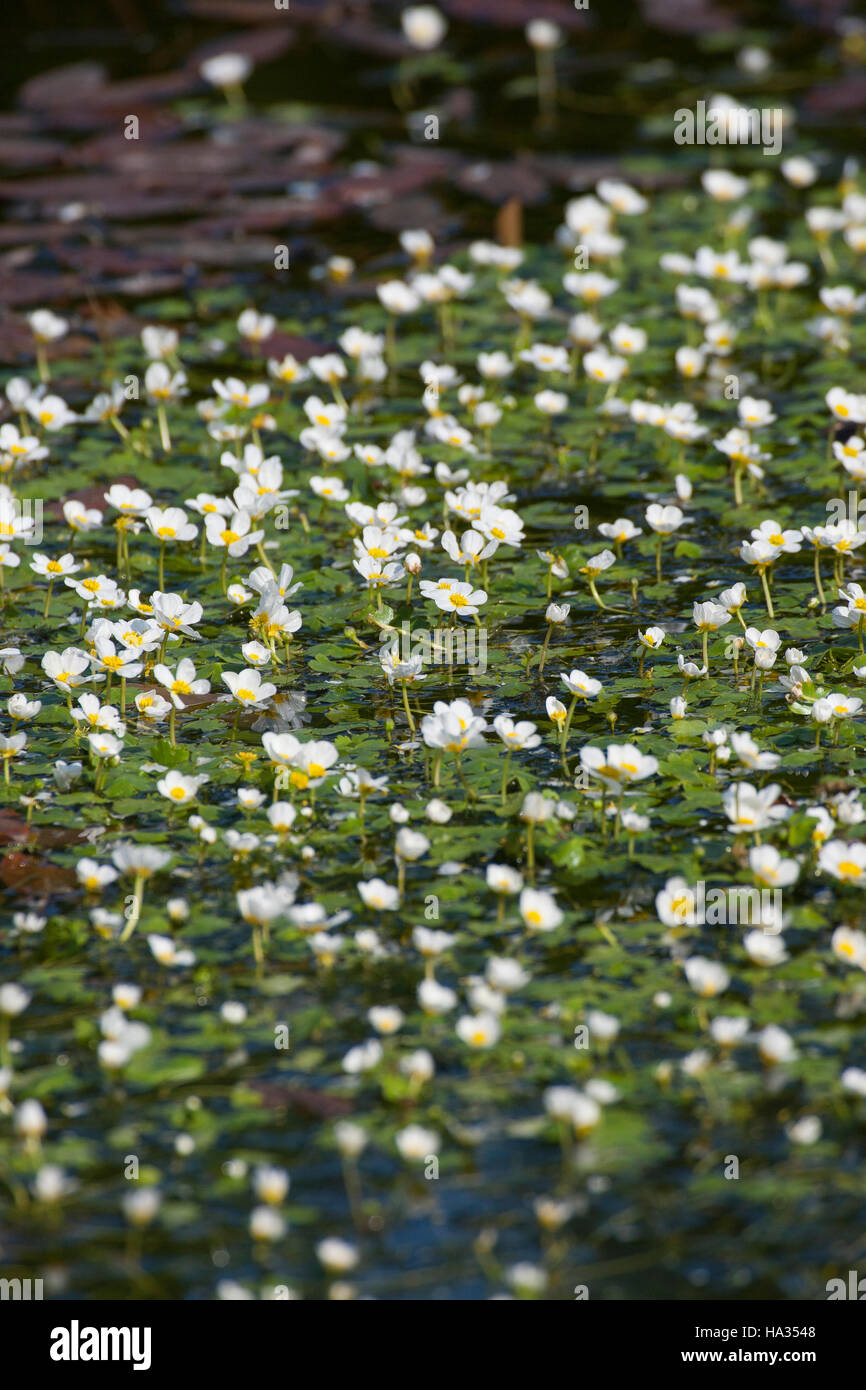 Schild-Wasserhahnenfuß, Schildwasserhahnenfuß, Schild-Wasserhahnenfuss, Schildwasserhahnenfuss, Ranunculus peltatus, Ranunculus aquatilis peltatus, Po Stock Photo