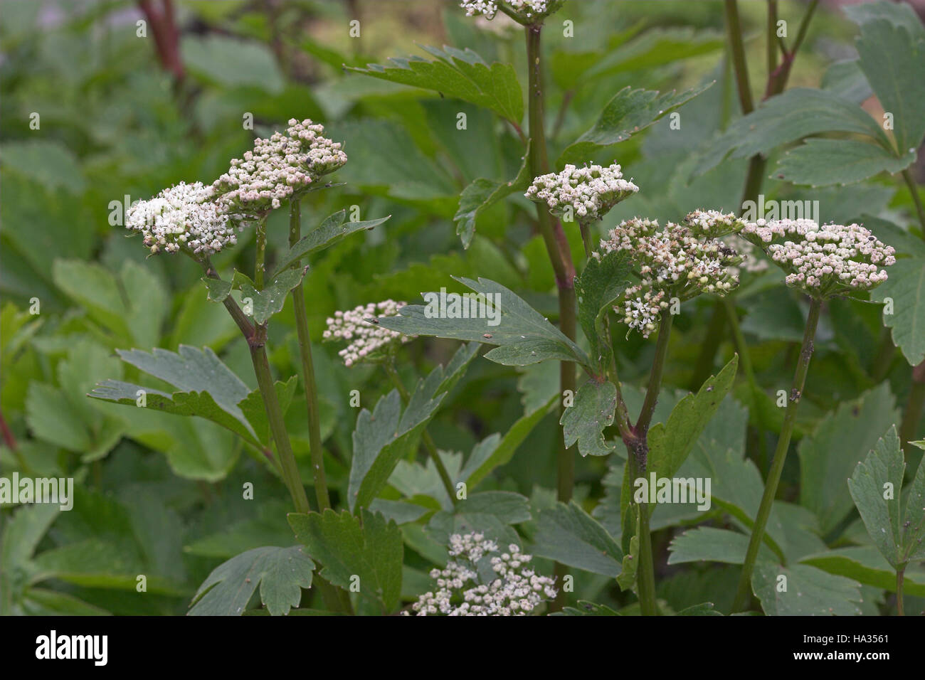 Schottische Mutterwurz, Mutter-Wurz, Ligusticum scoticum, Scots Lovage Stock Photo