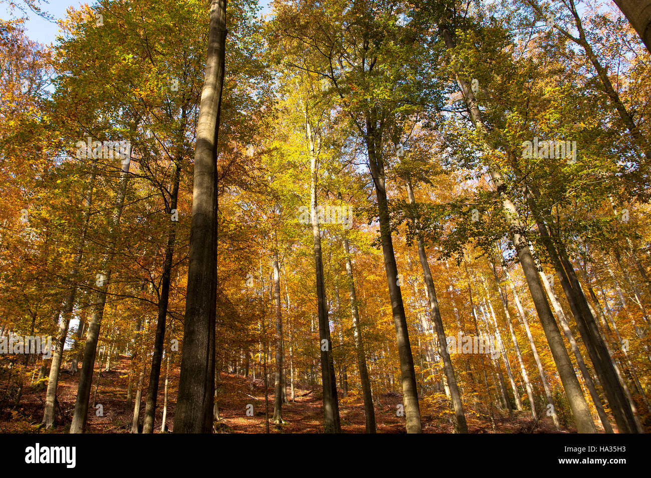 Europe, Germany, North Rhine-Westphalia, forest in autumn, beech trees Stock Photo