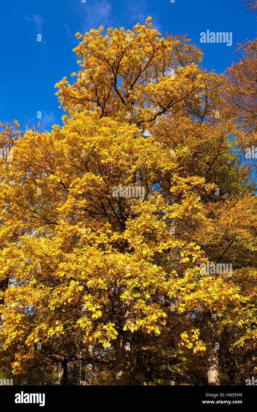 Europe, Germany, oak tree in autumn Stock Photo Alamy