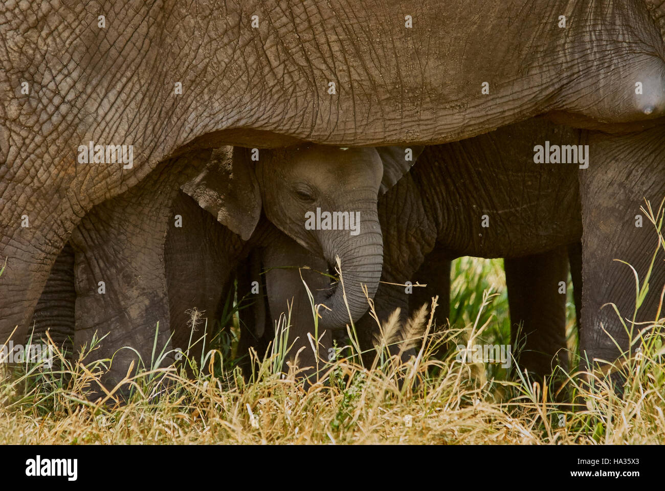 Young elephant calf safely protected by its mother Stock Photo